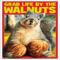 Avanti - Squirrel - Вземете живота от стената на орехите, 22.375 34