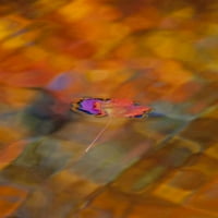 Канада, Квебек, Maple Leaf на есенния басейн от Gilles Delisle